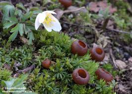 Attēlu rezultāti vaicājumam “Dumontinia tuberosa”