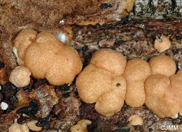 Attēlu rezultāti vaicājumam “Hypocrea rufa”