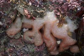 Attēlu rezultāti vaicājumam “Saelania glaucescens sporophyte”