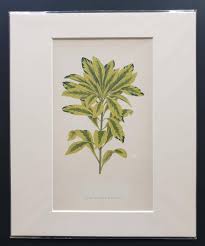 Attēlu rezultāti vaicājumam “Daphne mezereum leaf”