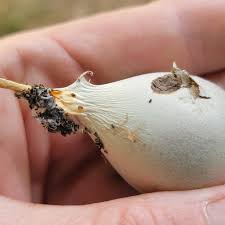 Attēlu rezultāti vaicājumam “Lycogala flavofuscum spores”