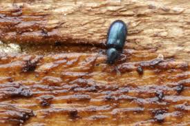 Attēlu rezultāti vaicājumam “Necrobia violacea”