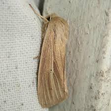 Attēlu rezultāti vaicājumam “Mythimna impura”