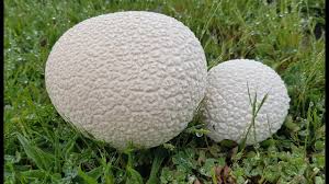Attēlu rezultāti vaicājumam “Calvatia utriformis”