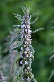 Attēlu rezultāti vaicājumam “Leonurus quinquelobatus flower”
