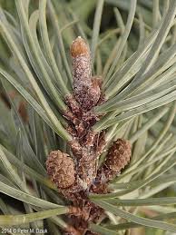 Attēlu rezultāti vaicājumam “Pinus banksiana”