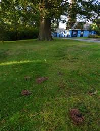 Image result for Podoscypha multizonata