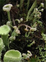 Attēlu rezultāti vaicājumam “Cladonia botrytes”