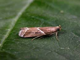 Attēlu rezultāti vaicājumam “Nyctegretis lineana”