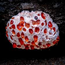 Attēlu rezultāti vaicājumam “Abortiporus biennis”