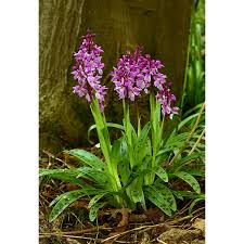 Attēlu rezultāti vaicājumam “Orchis mascula leaf”