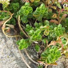 Attēlu rezultāti vaicājumam “Phedimus spurius”