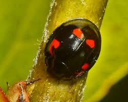 Attēlu rezultāti vaicājumam “Thecabius affinis nymph”