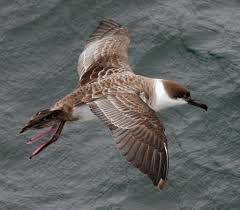 Image result for Puffinus gravis