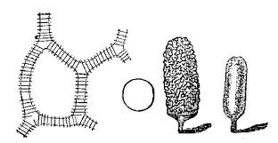 Attēlu rezultāti vaicājumam “Arcyria incarnata spores”