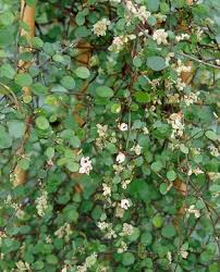 Attēlu rezultāti vaicājumam “Fagopyrum esculentum fruit”