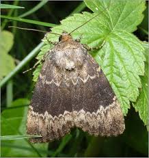 Attēlu rezultāti vaicājumam “Amphipyra perflua”