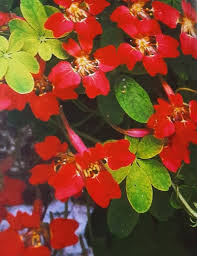 Image result for Ildblomkarse