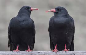 Image result for Pyrrhocorax pyrrhocorax