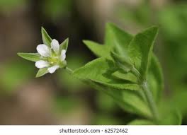 Attēlu rezultāti vaicājumam “Moehringia trinervia leaf”