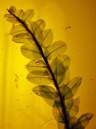 Attēlu rezultāti vaicājumam “Cinclidium stygium”