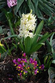 Attēlu rezultāti vaicājumam “Polygala vulgaris flower”