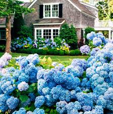 Attēlu rezultāti vaicājumam “Hydrangea”
