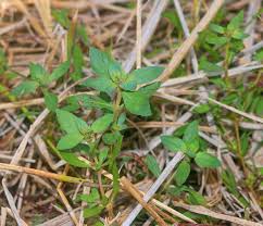 Attēlu rezultāti vaicājumam “Elatinaceae”