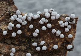 Attēlu rezultāti vaicājumam “Badhamiopsis ainoae macro”