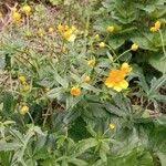 Attēlu rezultāti vaicājumam “Ranunculus cassubicus flower”