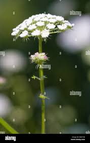 Attēlu rezultāti vaicājumam “Libanotis montana flower”