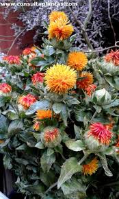 Image result for Carthamus tinctorius