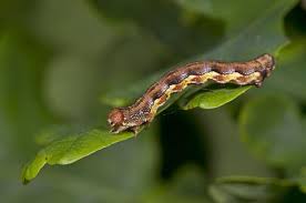 Attēlu rezultāti vaicājumam “Erannis defoliaria larva”