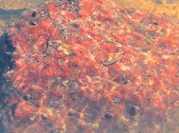 Attēlu rezultāti vaicājumam “Hildenbrandia rivularis”