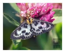 Attēlu rezultāti vaicājumam “Neophilaenus lineatus”