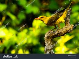 Attēlu rezultāti vaicājumam “Oriolus oriolus female”