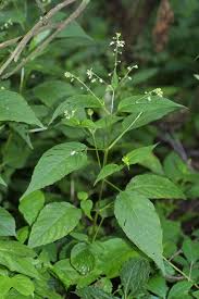 Attēlu rezultāti vaicājumam “Circaea lutetiana leaf”