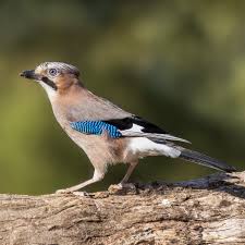 Attēlu rezultāti vaicājumam “Garrulus glandarius adult”