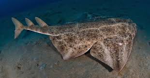 Image result for Squatina dumeril