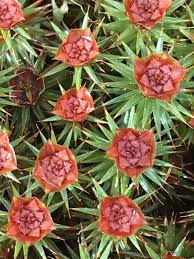 Attēlu rezultāti vaicājumam “Polytrichum juniperinum sporophyte”