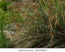 Attēlu rezultāti vaicājumam “Carex pseudocyperus fruit”