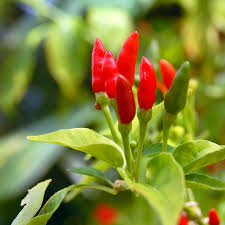 Afbeeldingsresultaat voor thai bird pepper hot pepper