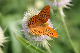 Attēlu rezultāti vaicājumam “Argynnis paphia male”