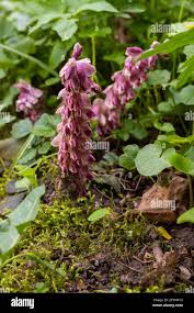 Attēlu rezultāti vaicājumam “Lathraea squamaria flower”