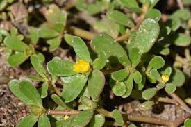 Attēlu rezultāti vaicājumam “Portulaca oleracea leaf”