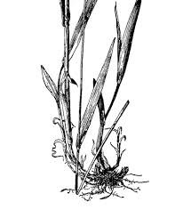 Attēlu rezultāti vaicājumam “Milium effusum leaf”