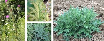 Attēlu rezultāti vaicājumam “Cirsium vulgare”