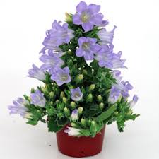 Image result for Campanula formanekiana