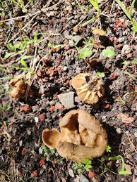 Attēlu rezultāti vaicājumam “Helvella acetabulum”