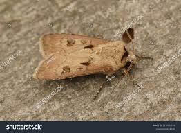 Attēlu rezultāti vaicājumam “Agrotis exclamationis”